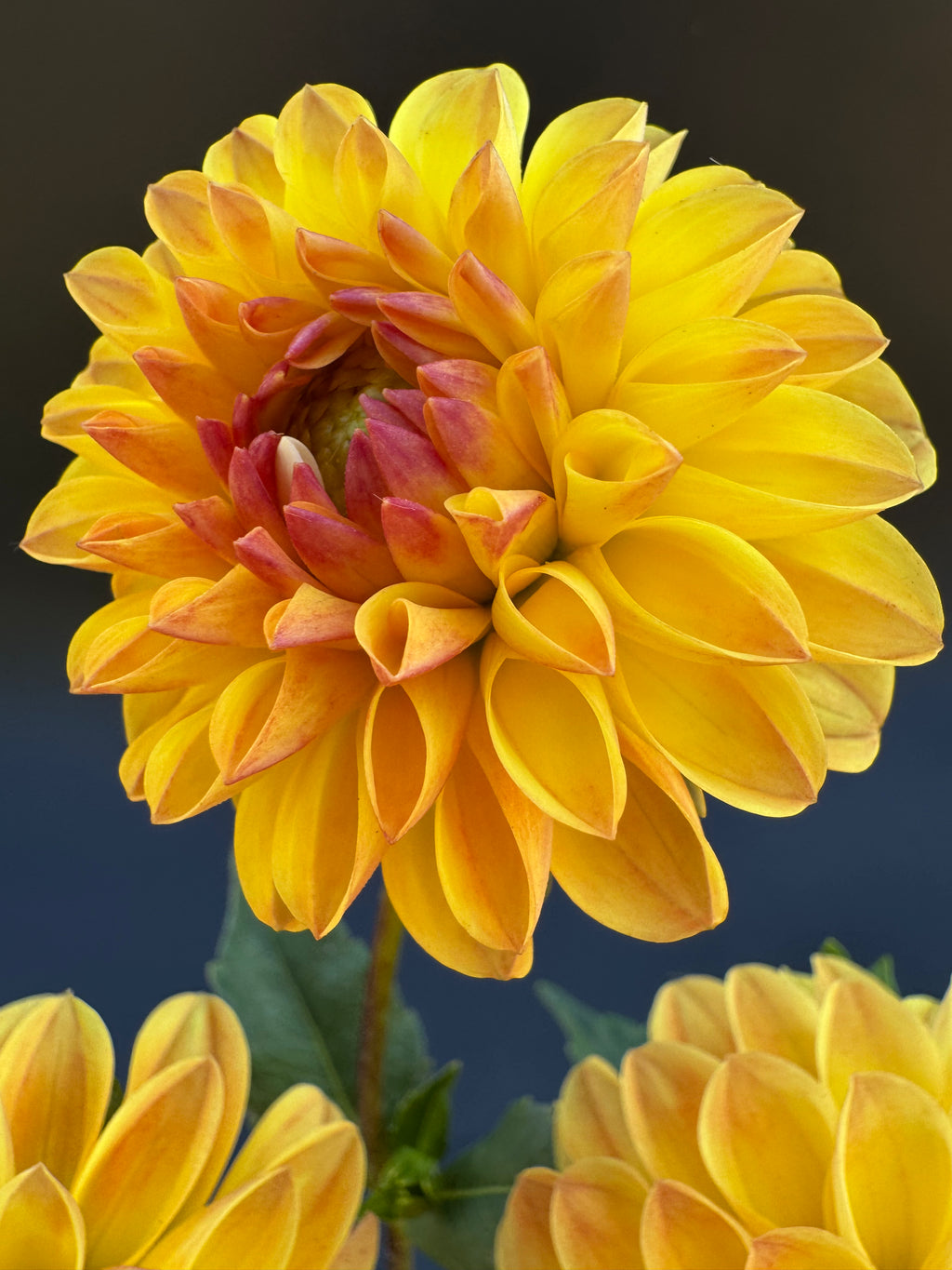 Jowey Chantal - Dahlia