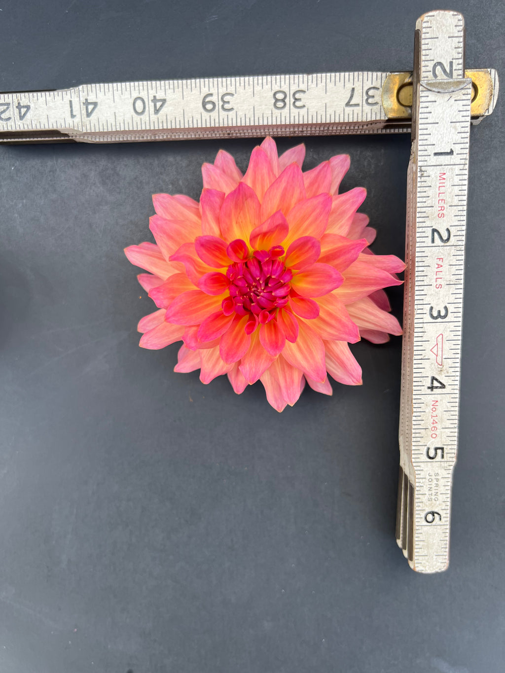 just peachy dahlia bloom with vibrant orange-peach-pink petals, grown from high-quality tubers for sale