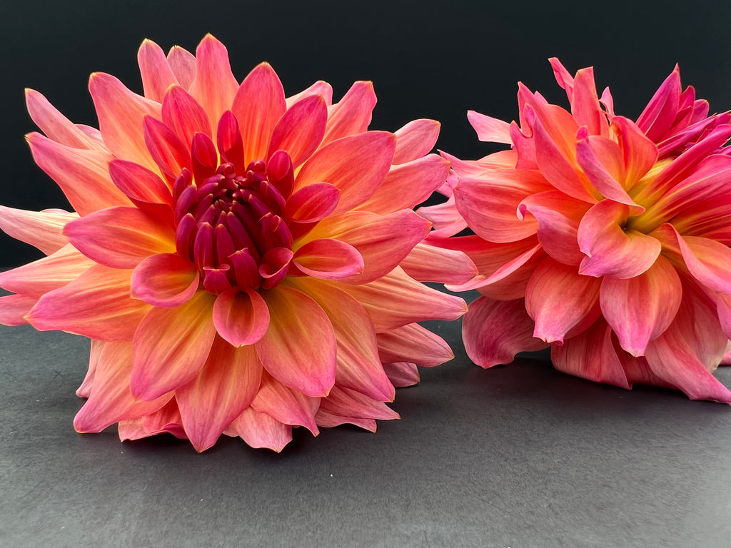just peachy dahlia bloom with vibrant orange-peach-pink petals, grown from high-quality tubers for sale