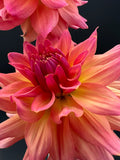 just peachy dahlia bloom with vibrant orange-peach-pink petals, grown from high-quality tubers for sale