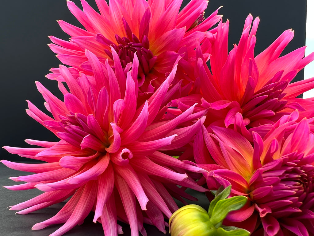 just peachy pink dahlia bloom with vibrant pink-dark pink petals, grown from high-quality tubers for sale