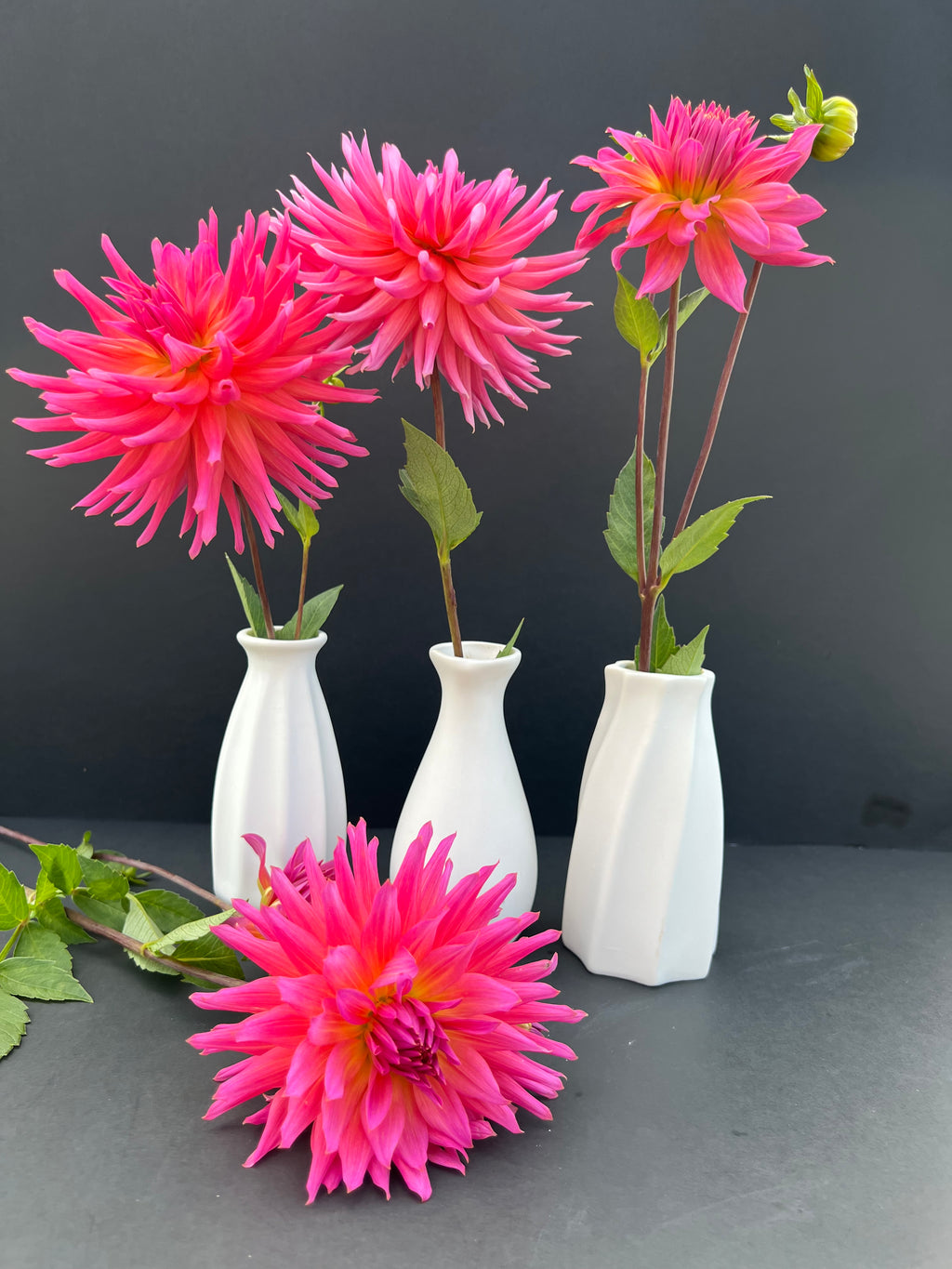 just peachy pink dahlia bloom with vibrant pink-dark pink petals, grown from high-quality tubers for sale