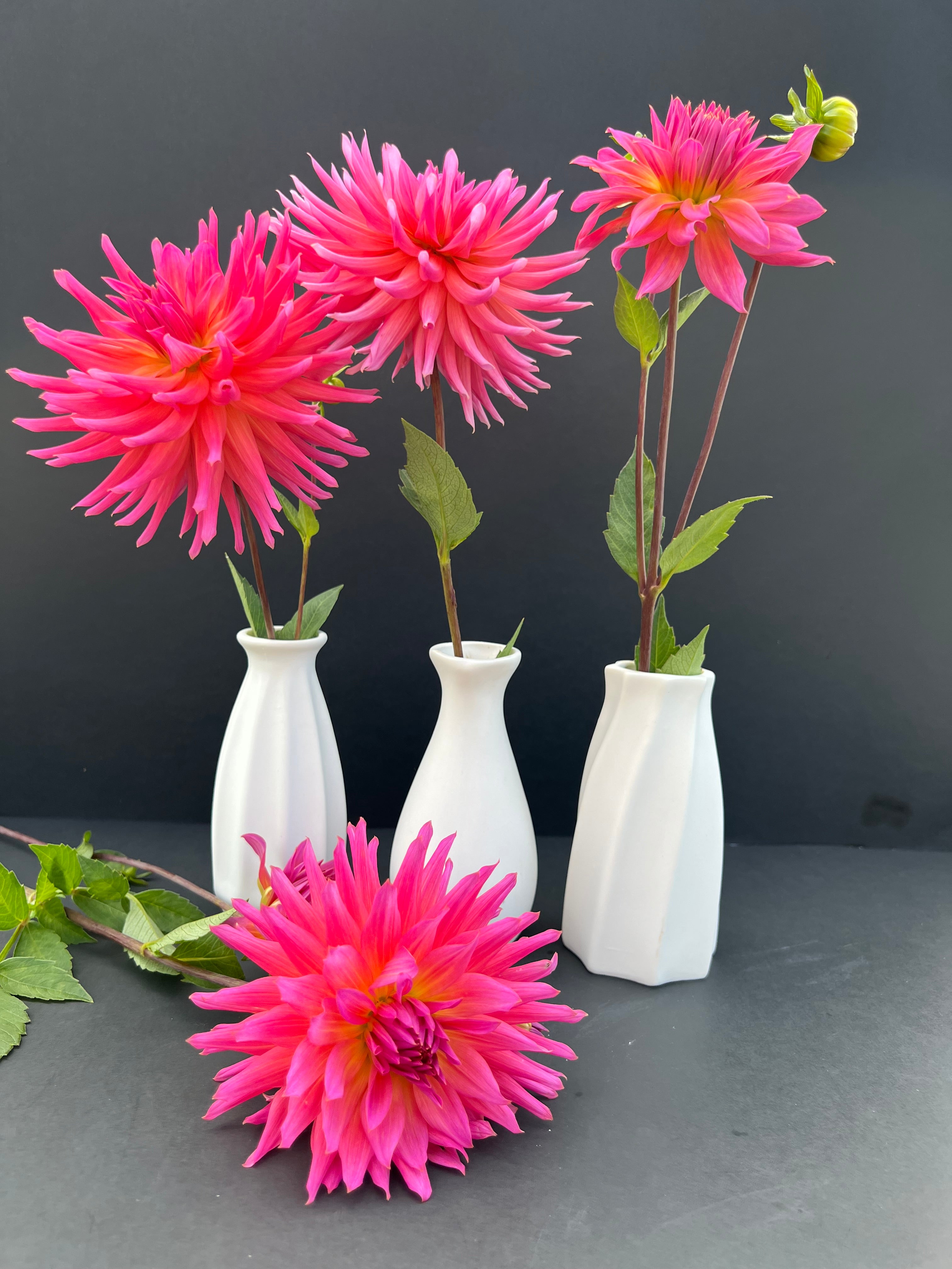 just peachy pink dahlia bloom with vibrant pink-dark pink petals, grown from high-quality tubers for sale