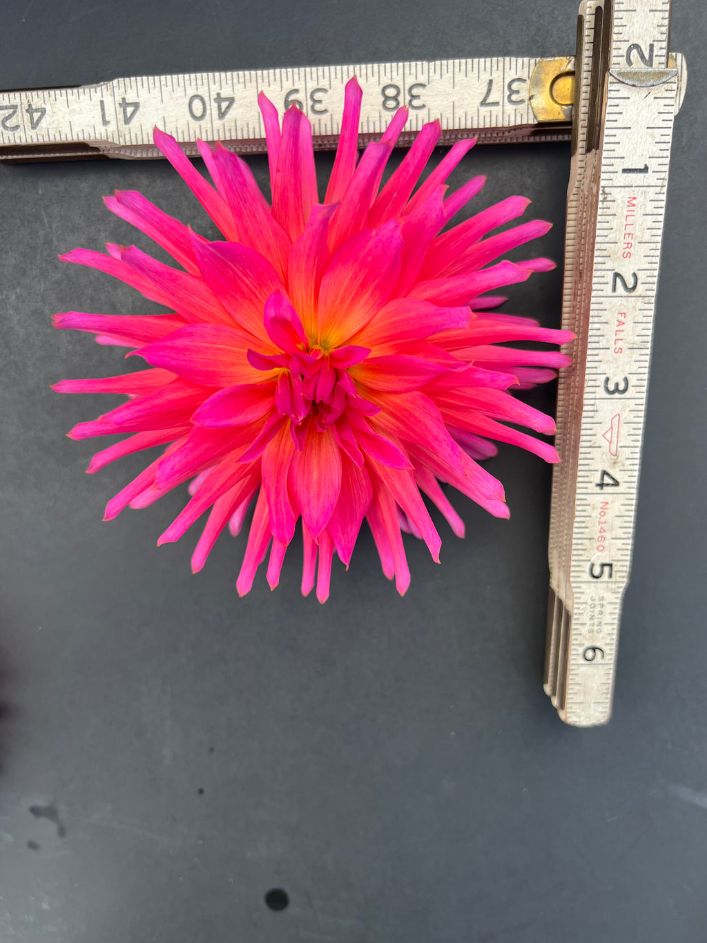 just peachy pink dahlia bloom with vibrant pink-dark pink petals, grown from high-quality tubers for sale