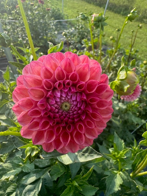 KA keltie rose dahlia bloom with vibrant pink petals, grown from high-quality tubers for sale