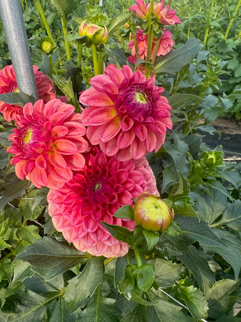 KA keltie rose dahlia bloom with vibrant pink petals, grown from high-quality tubers for sale