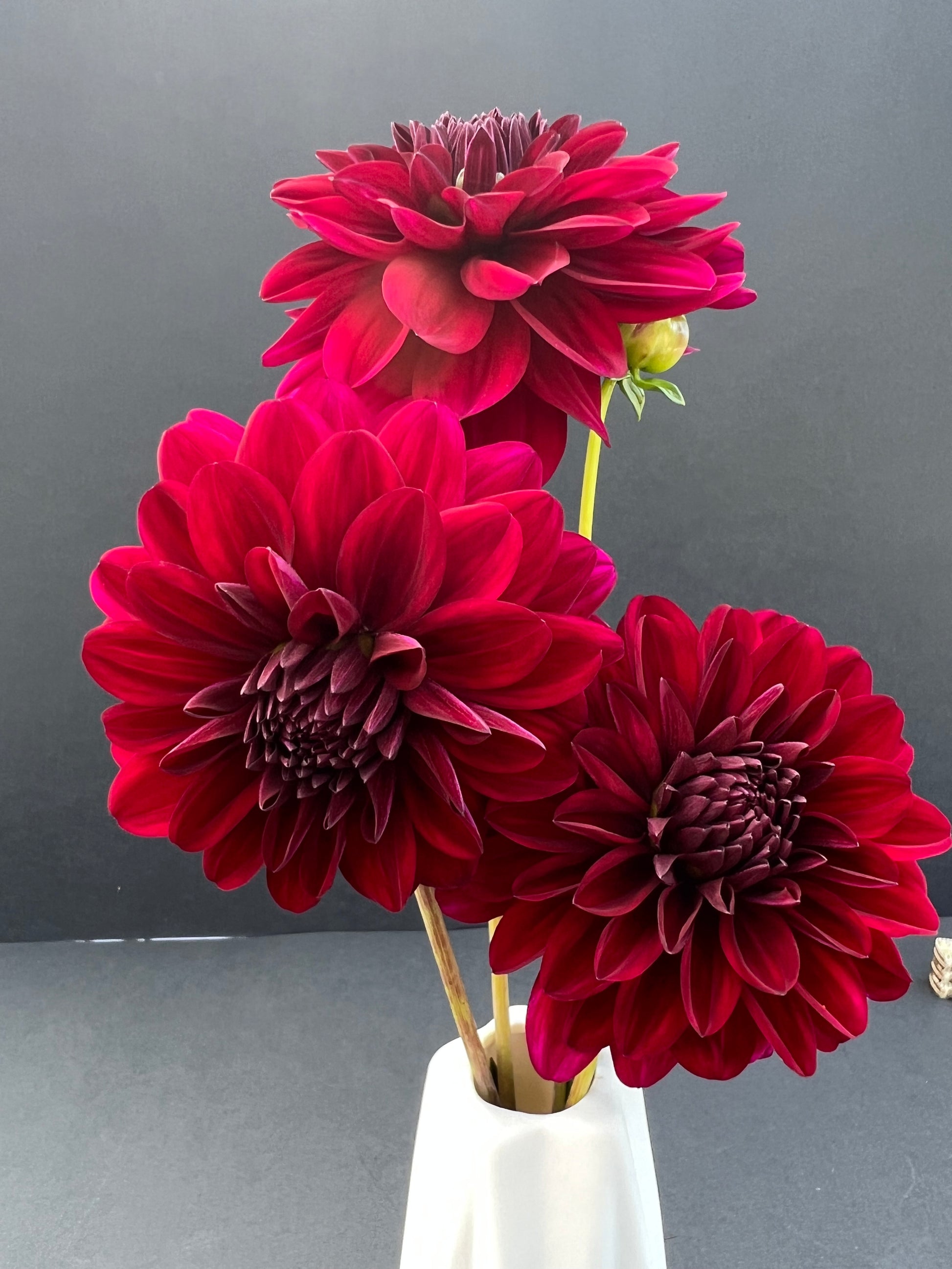 karma naomi dahlia bloom with vibrant maroon-red petals, grown from high-quality tubers for sale