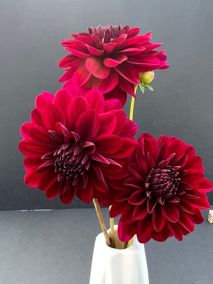 karma naomi dahlia bloom with vibrant maroon-red petals, grown from high-quality tubers for sale