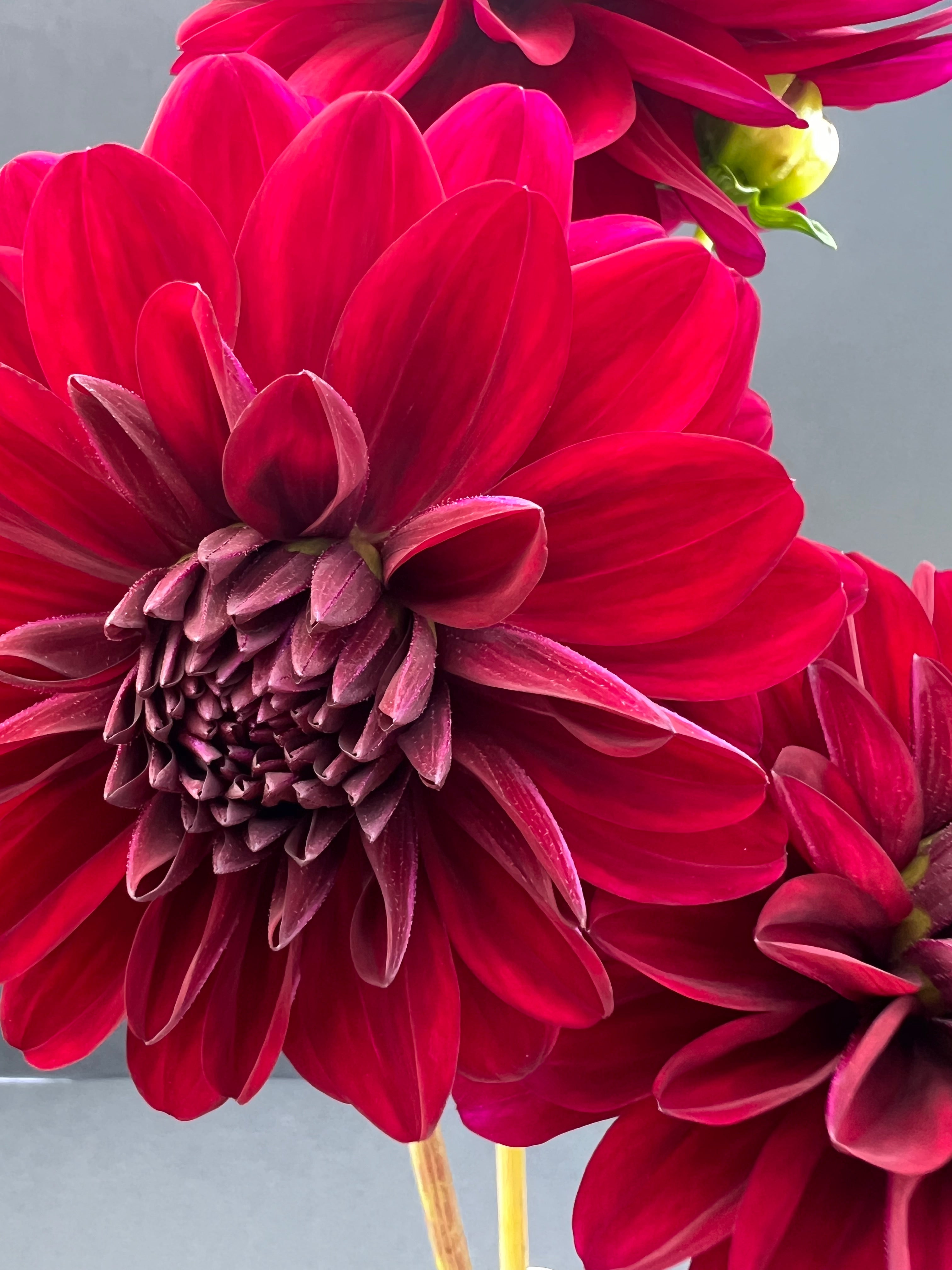 karma naomi dahlia bloom with vibrant maroon-red petals, grown from high-quality tubers for sale