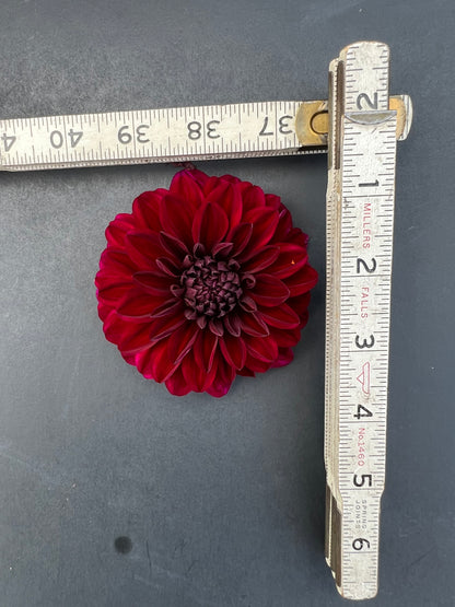 karma naomi dahlia bloom with vibrant maroon-red petals, grown from high-quality tubers for sale