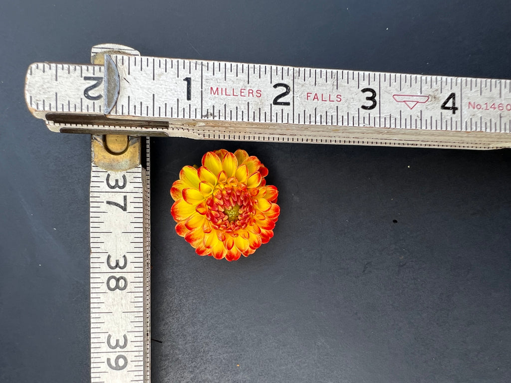 kasasagi dahlia bloom with vibrant red-yellow petals, grown from high-quality tubers for sale