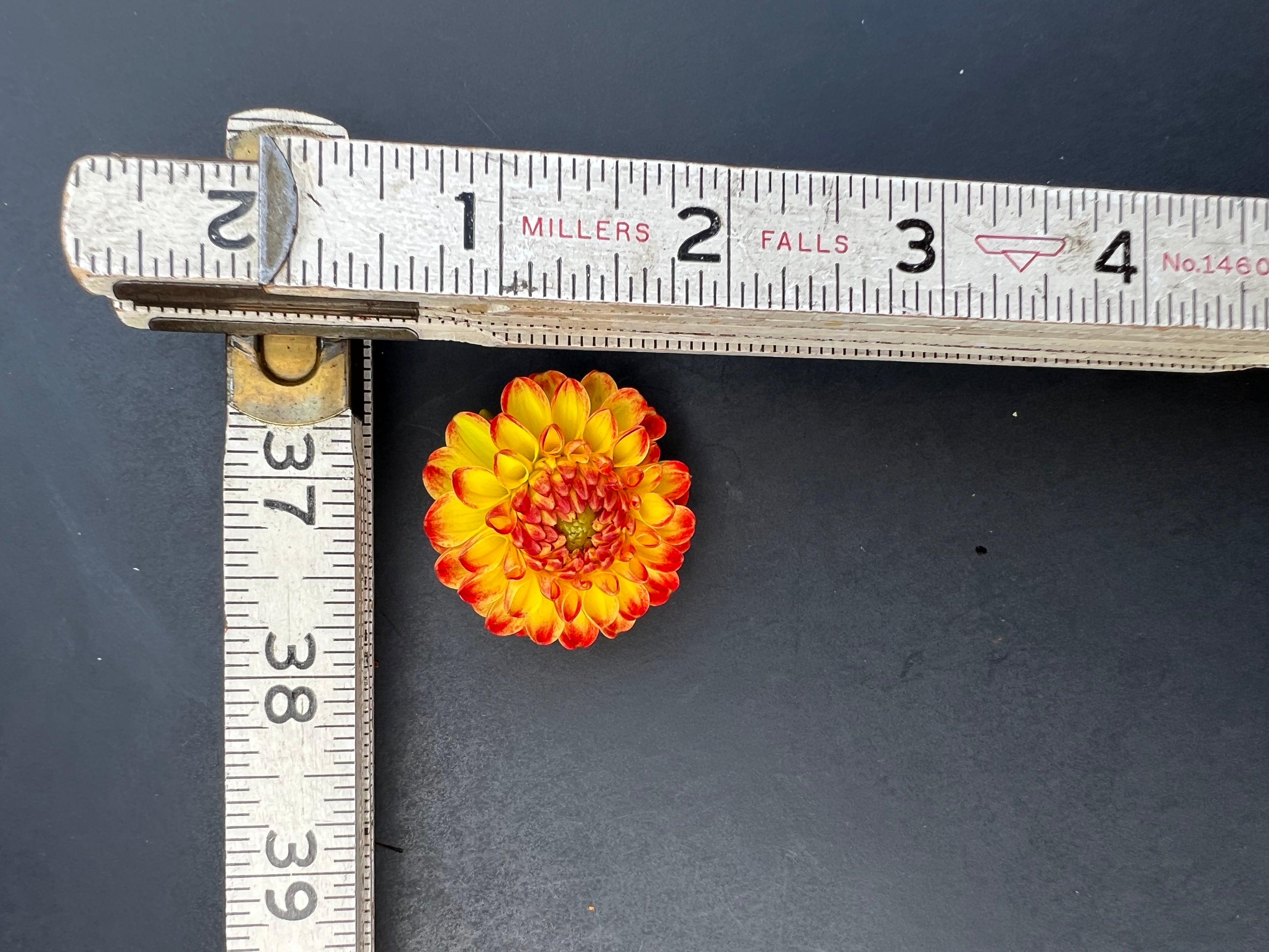 kasasagi dahlia bloom with vibrant red-yellow petals, grown from high-quality tubers for sale