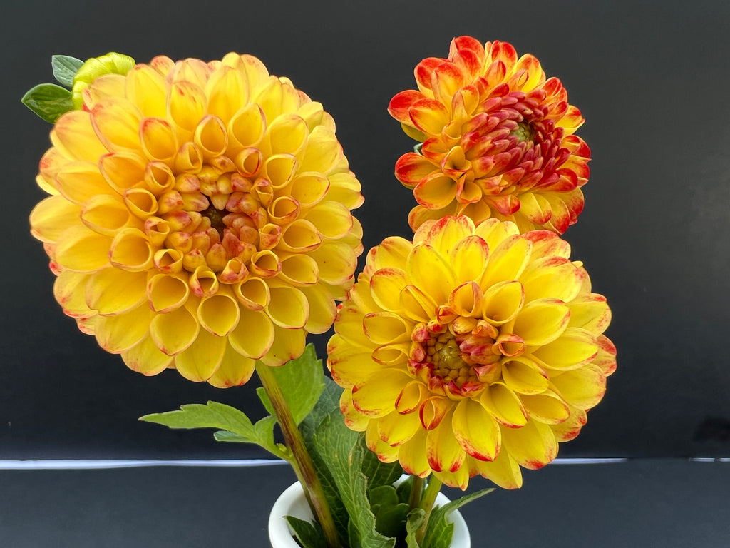 kasasagi dahlia bloom with vibrant red-yellow petals, grown from high-quality tubers for sale