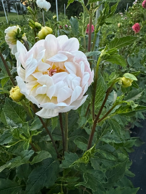kelgai ann dahlia bloom with vibrant white petals, grown from high-quality tubers for sale