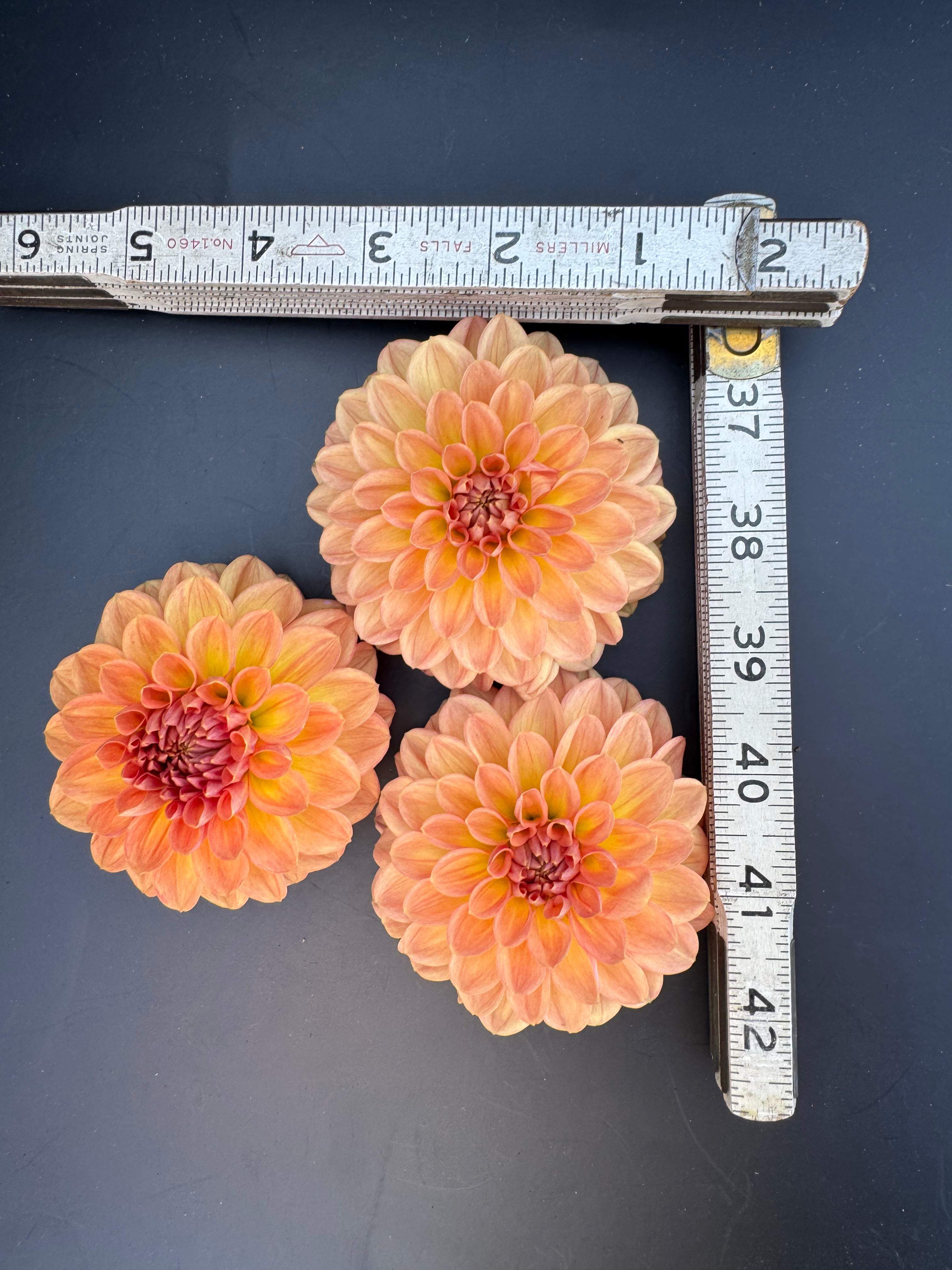 Lark's Ebbe - Dahlia