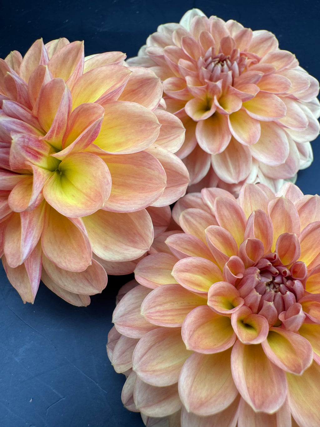 Lark's Ebbe - Dahlia