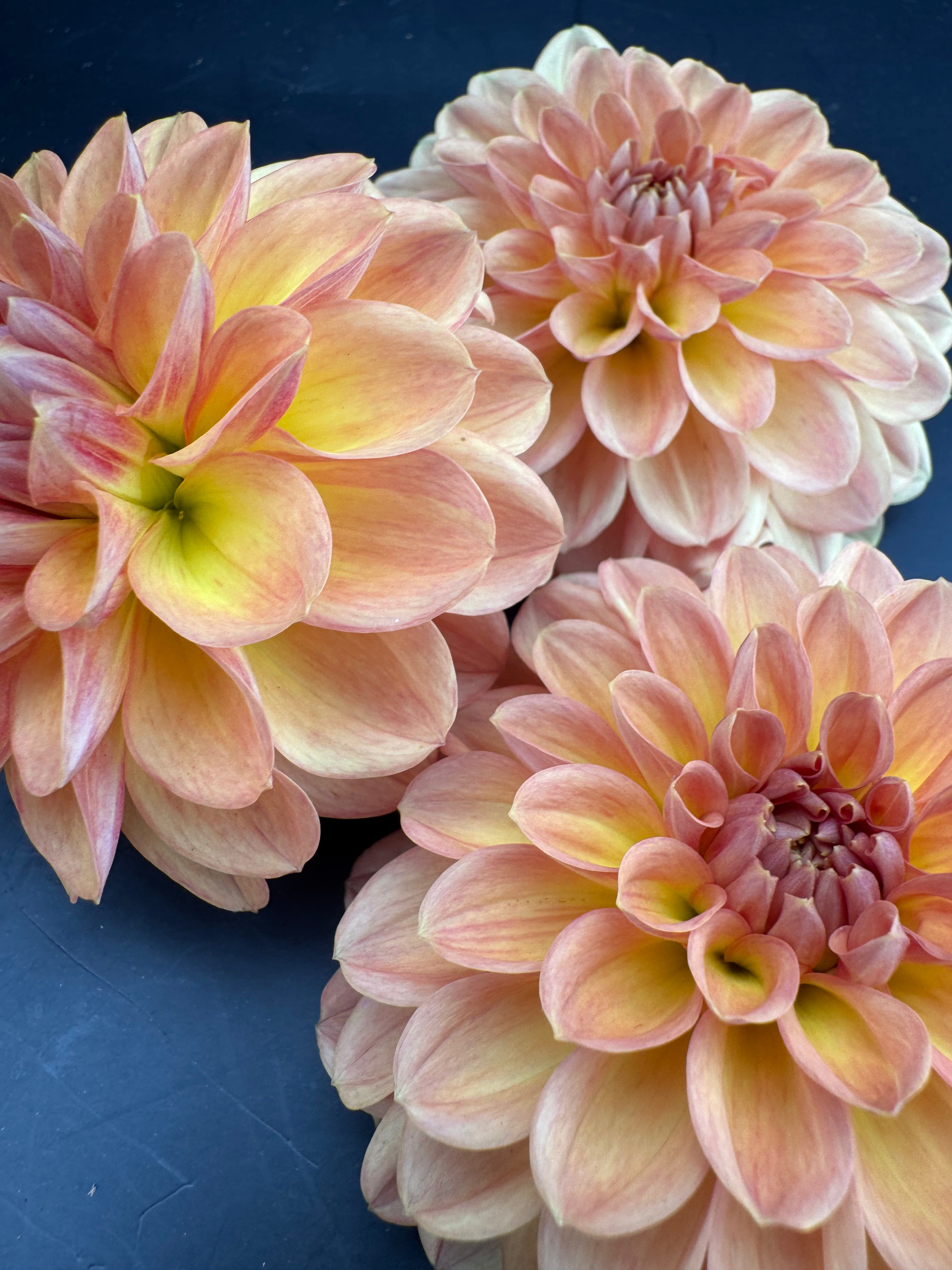 Lark's Ebbe - Dahlia