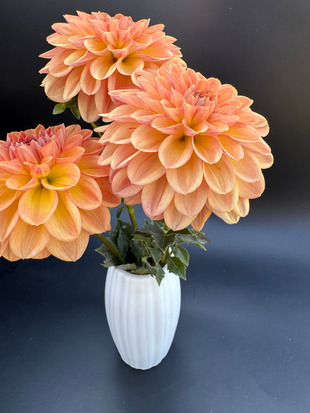 Lark's Ebbe - Dahlia