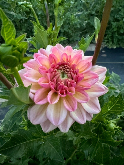 larks ebbe dahlia bloom with vibrant yellow-pink petals, grown from high-quality tubers for sale