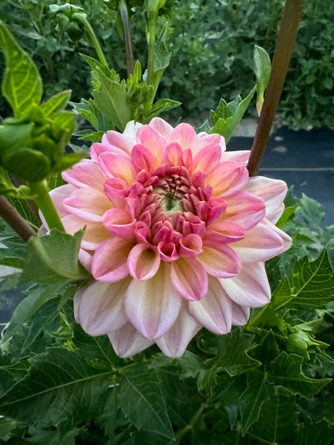 larks ebbe dahlia bloom with vibrant yellow-pink petals, grown from high-quality tubers for sale