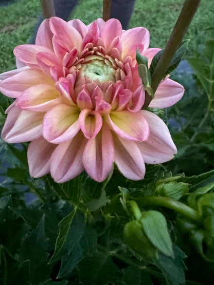 larks ebbe dahlia bloom with vibrant yellow-pink petals, grown from high-quality tubers for sale