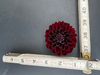 lights out dahlia bloom with vibrant maroon petals, grown from high-quality tubers for sale