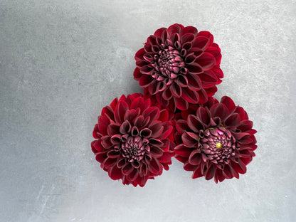 lights out dahlia bloom with vibrant maroon petals, grown from high-quality tubers for sale