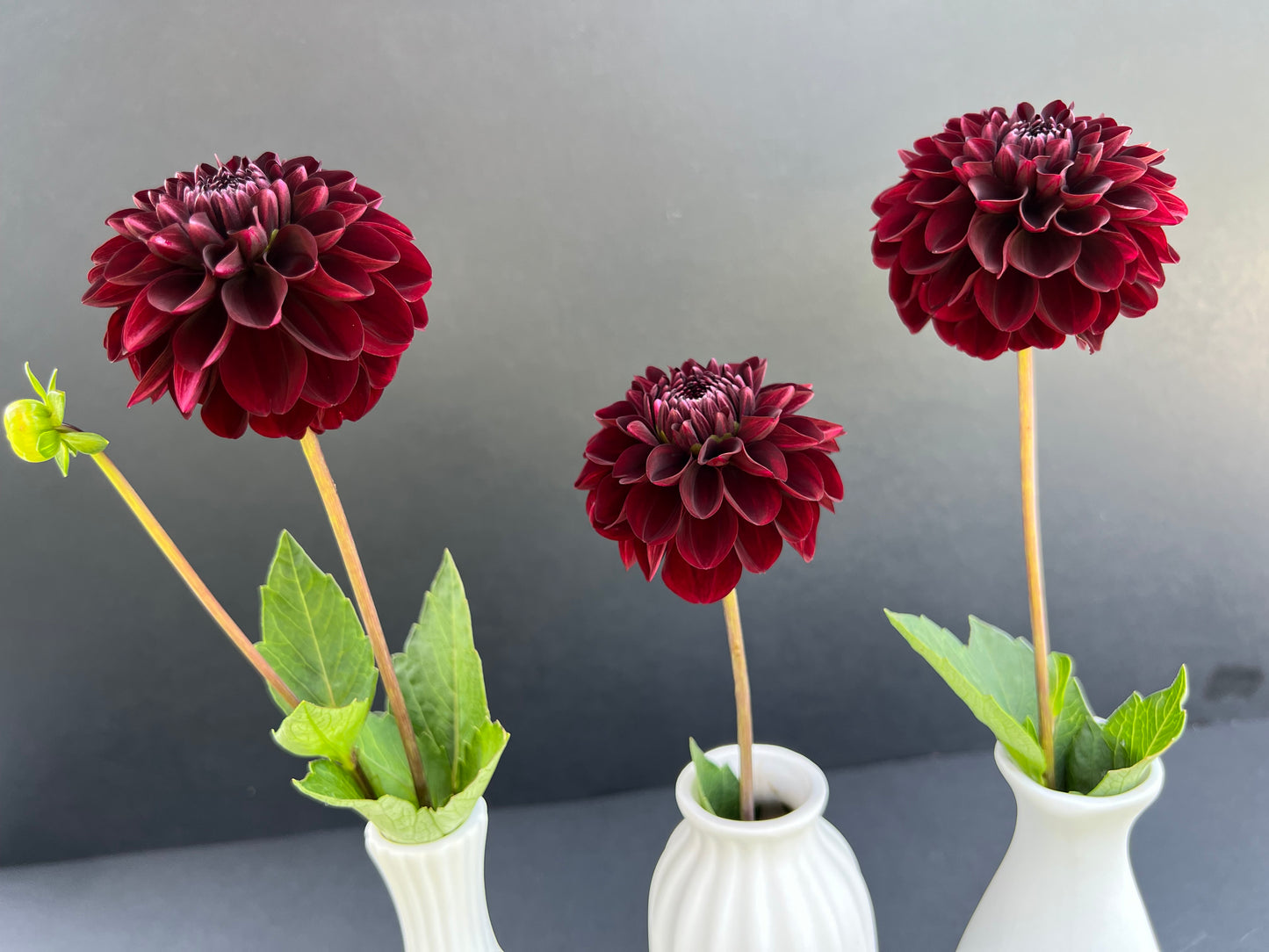 lights out dahlia bloom with vibrant maroon petals, grown from high-quality tubers for sale