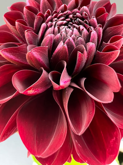 lights out dahlia bloom with vibrant maroon petals, grown from high-quality tubers for sale