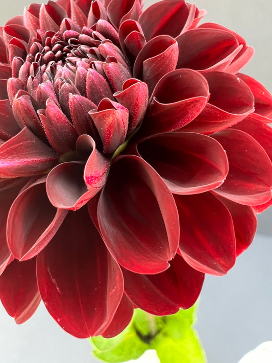 lights out dahlia bloom with vibrant maroon petals, grown from high-quality tubers for sale