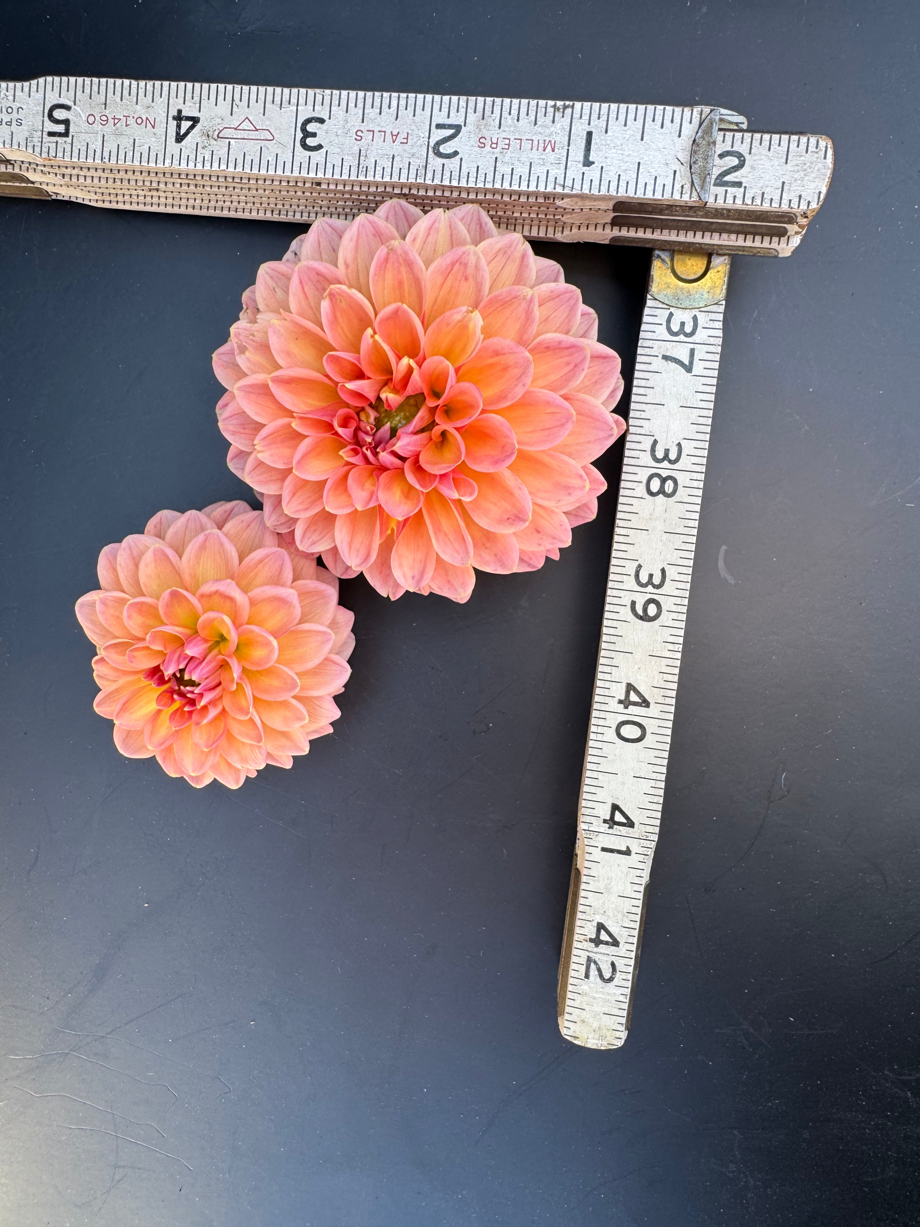 Linda's Baby - Dahlia