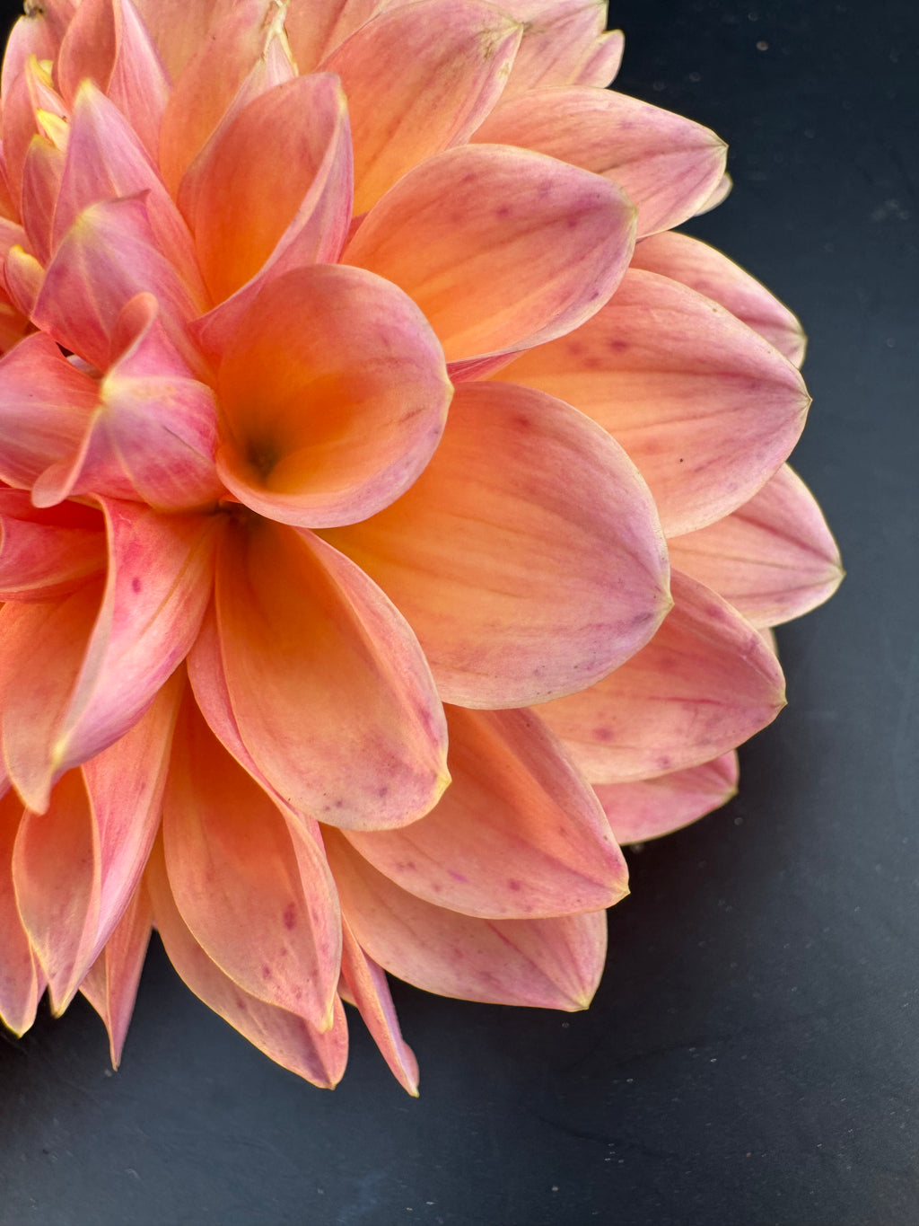 Linda's Baby - Dahlia