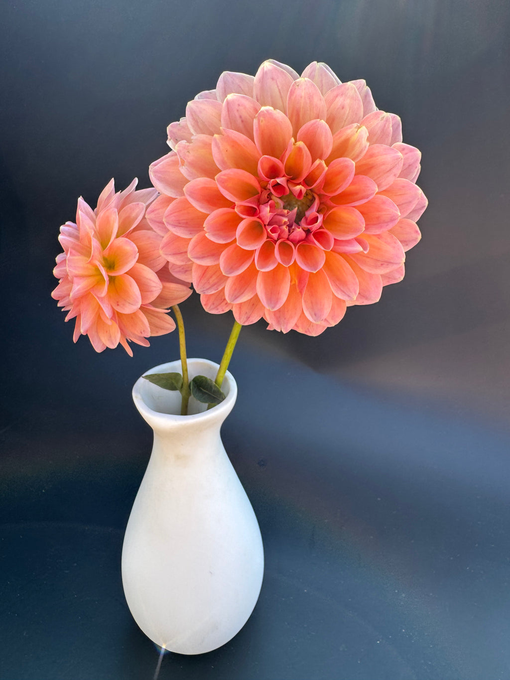 Linda's Baby - Dahlia