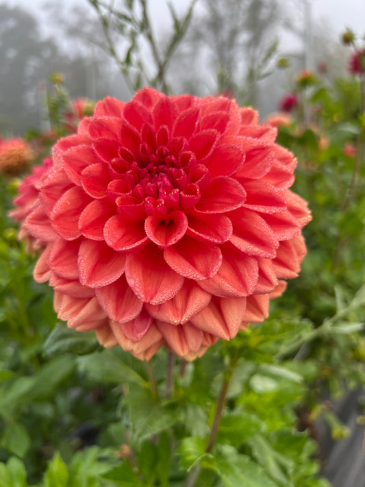 long island lil dahlia bloom with vibrant orange petals, grown from high-quality tubers for sale