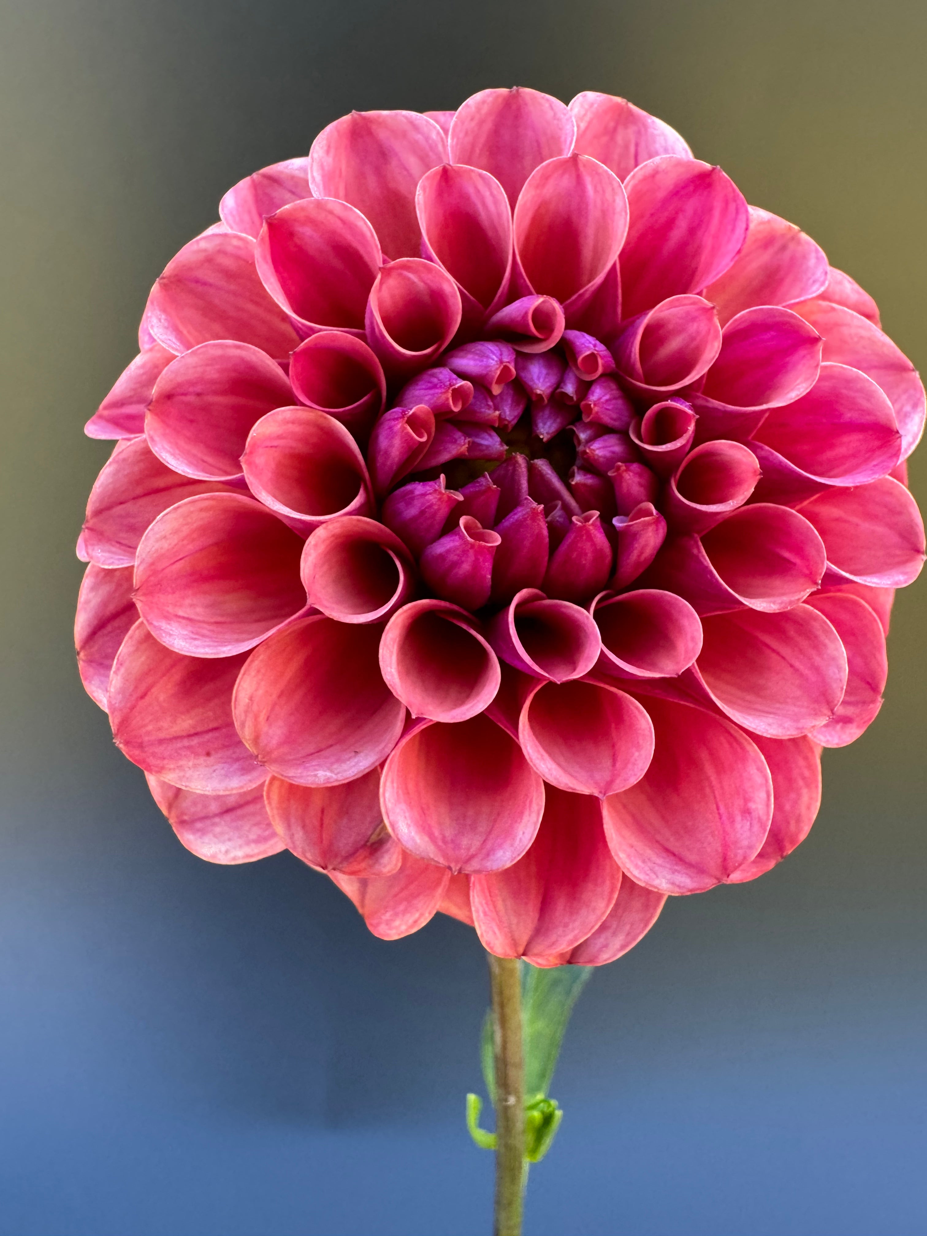 Mission Gypsy - Dahlia