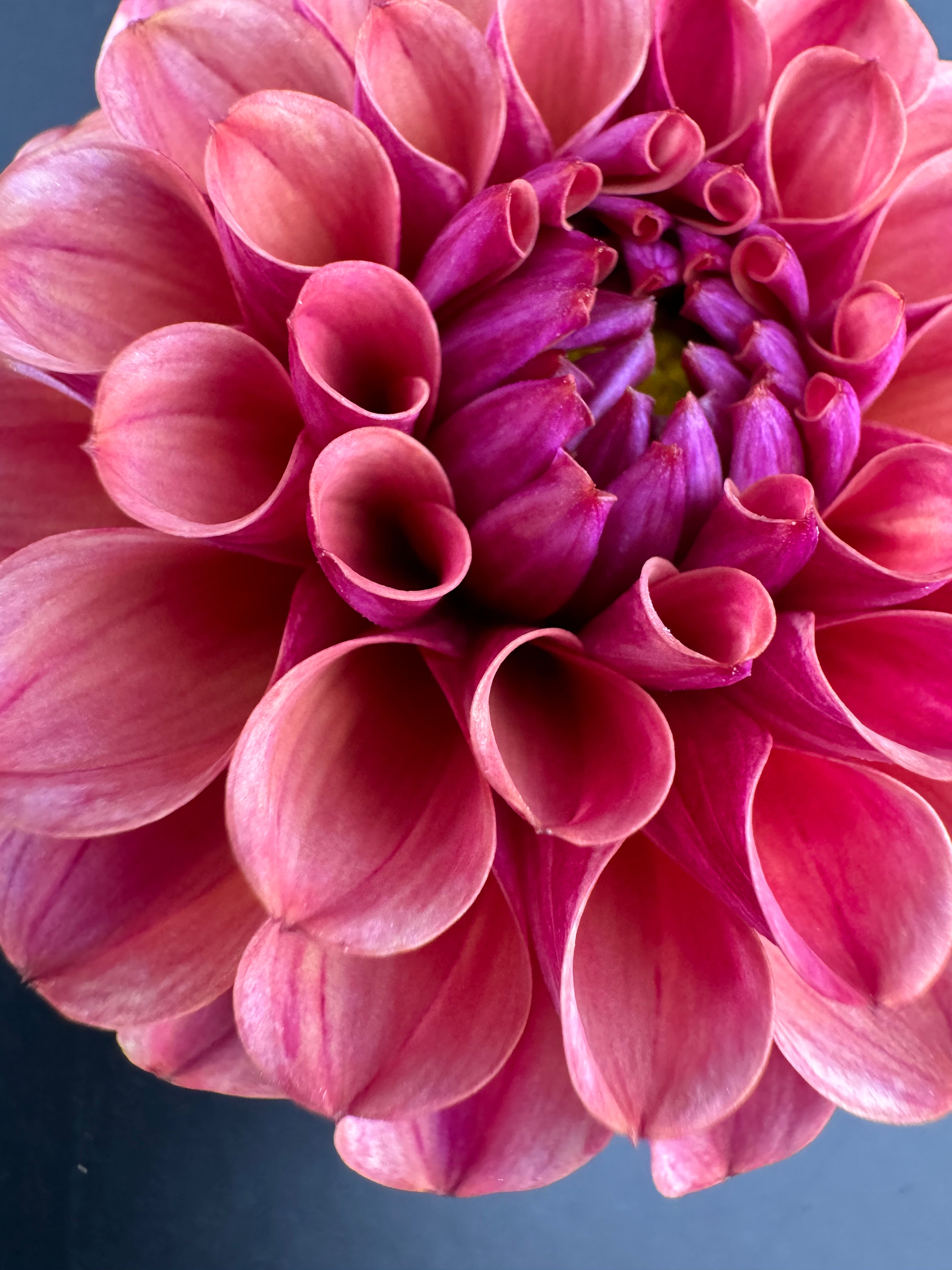 Mission Gypsy - Dahlia