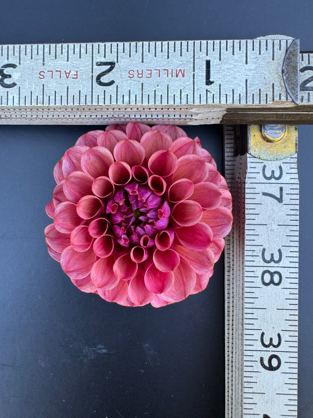 Mission Gypsy - Dahlia