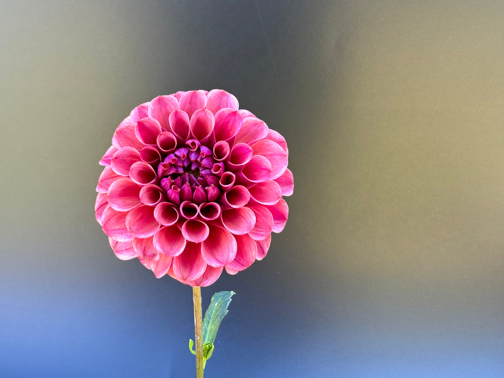 Mission Gypsy - Dahlia