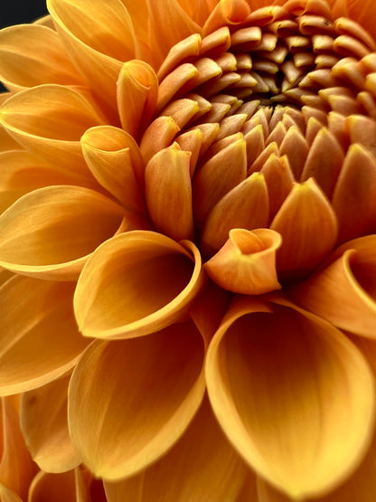 maarn dahlia bloom with vibrant orange petals, grown from high-quality tubers for sale