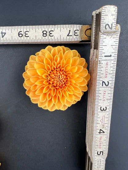 maarn dahlia bloom with vibrant orange petals, grown from high-quality tubers for sale