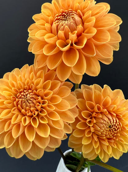 maarn dahlia bloom with vibrant orange petals, grown from high-quality tubers for sale