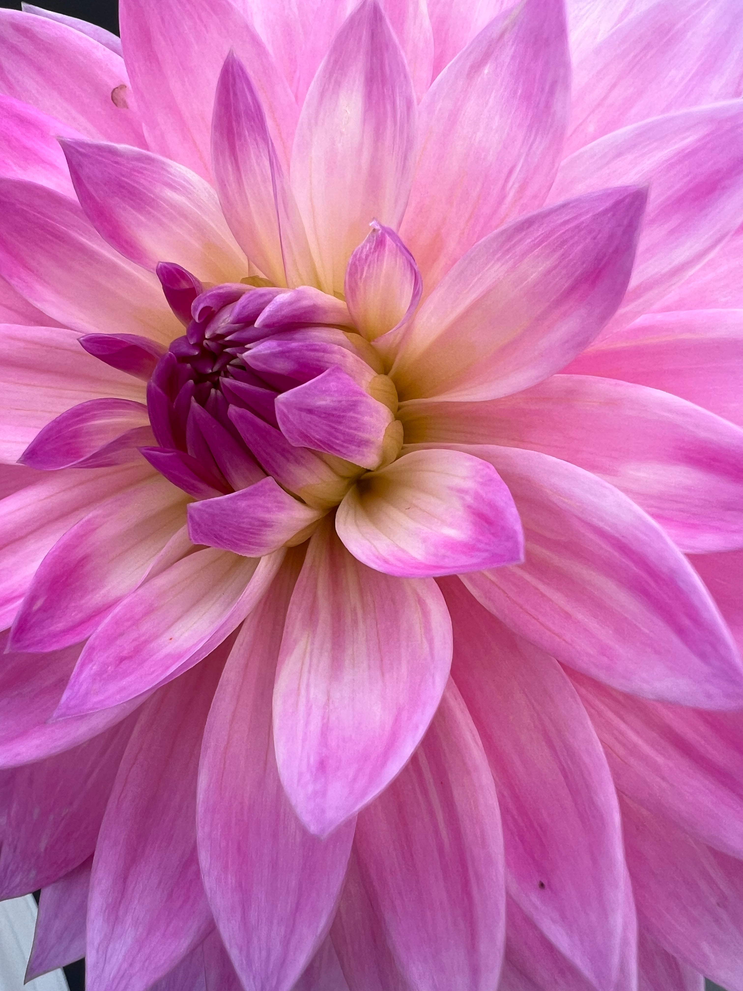 miss delilah dahlia bloom with vibrant purple petals, grown from high-quality tubers for sale