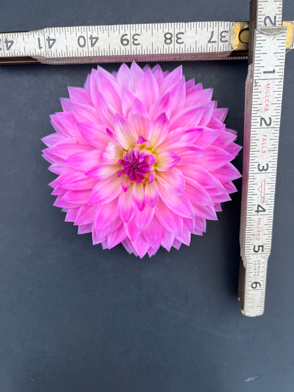 miss delilah dahlia bloom with vibrant purple petals, grown from high-quality tubers for sale