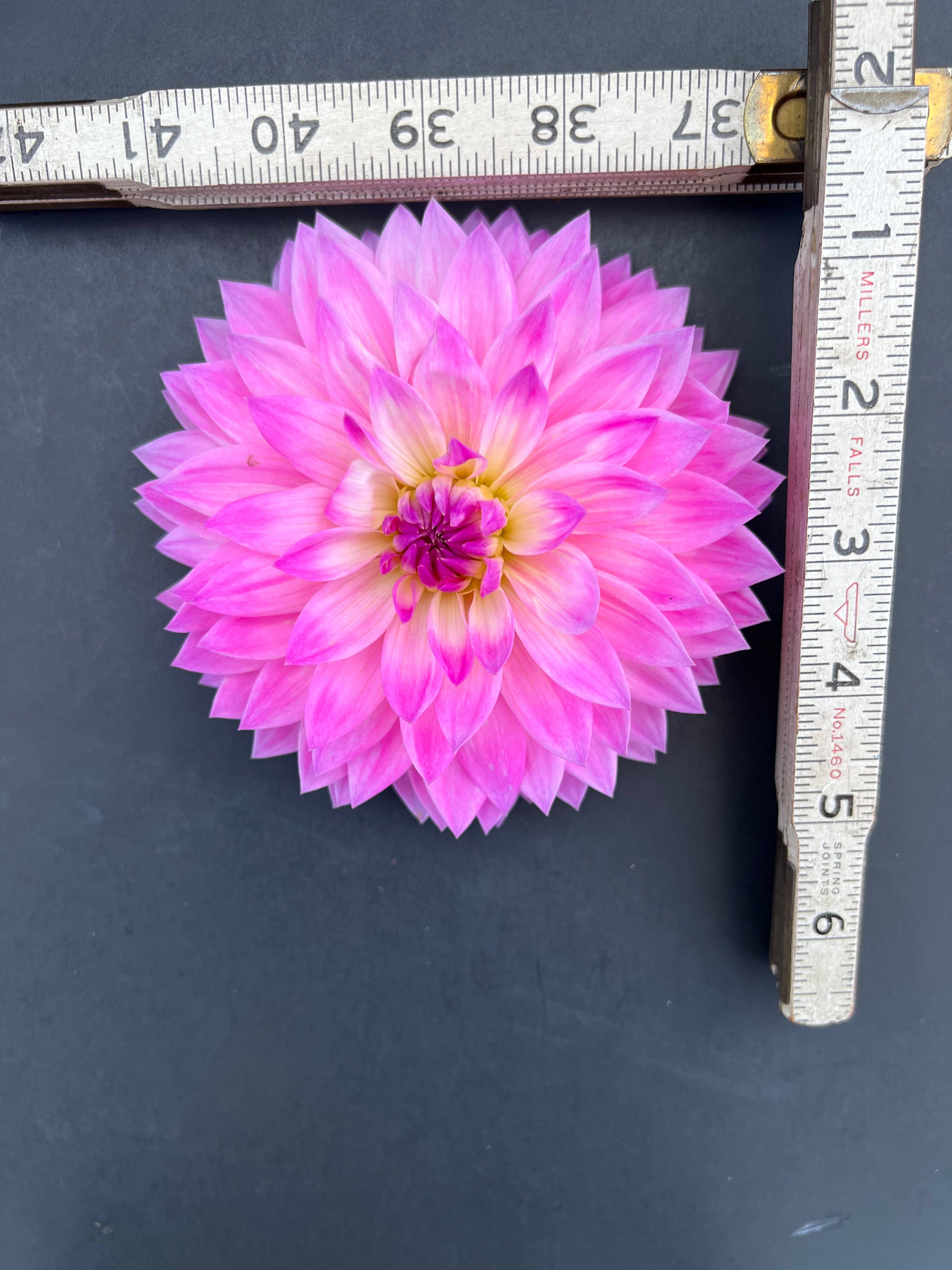 miss delilah dahlia bloom with vibrant purple petals, grown from high-quality tubers for sale