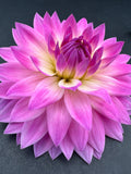 miss delilah dahlia bloom with vibrant purple petals, grown from high-quality tubers for sale