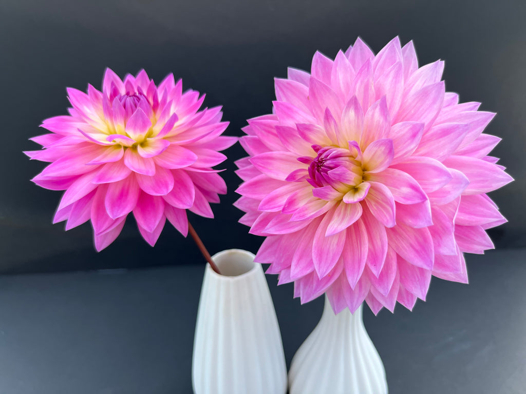 miss delilah dahlia bloom with vibrant purple petals, grown from high-quality tubers for sale