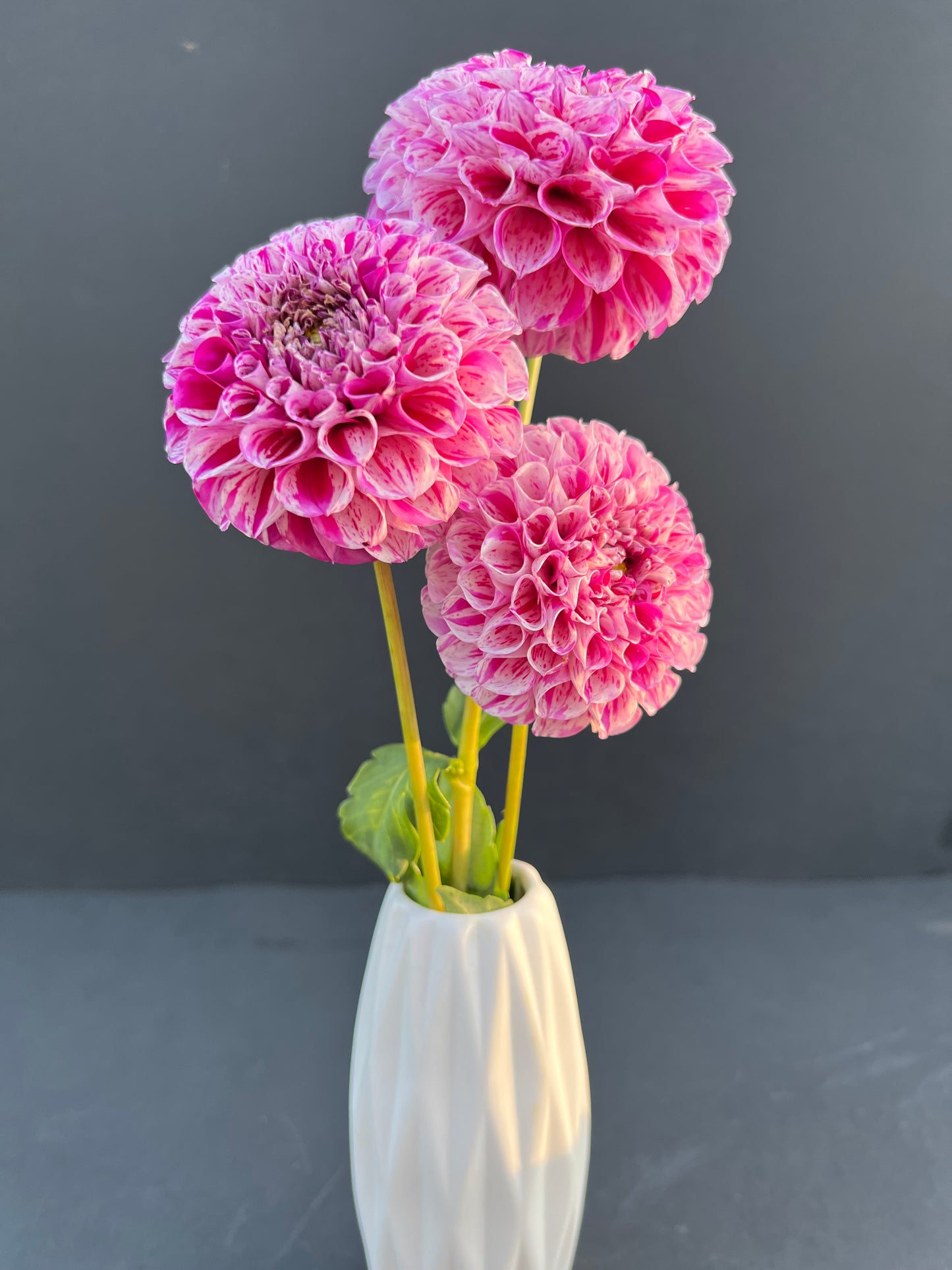 ms zelda dahlia bloom with vibrant pink-purple petals, grown from high-quality tubers for sale