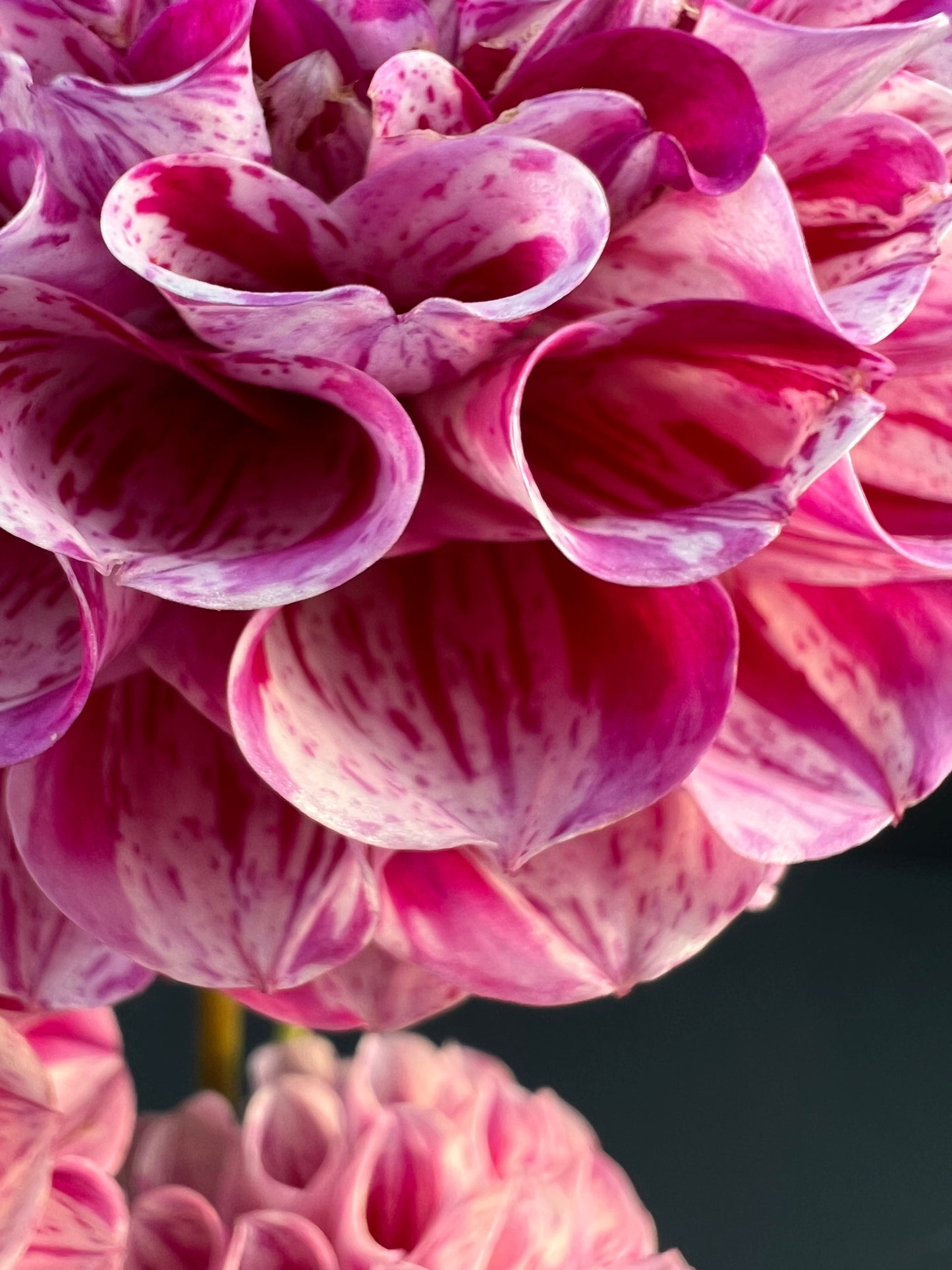 ms zelda dahlia bloom with vibrant pink-purple petals, grown from high-quality tubers for sale