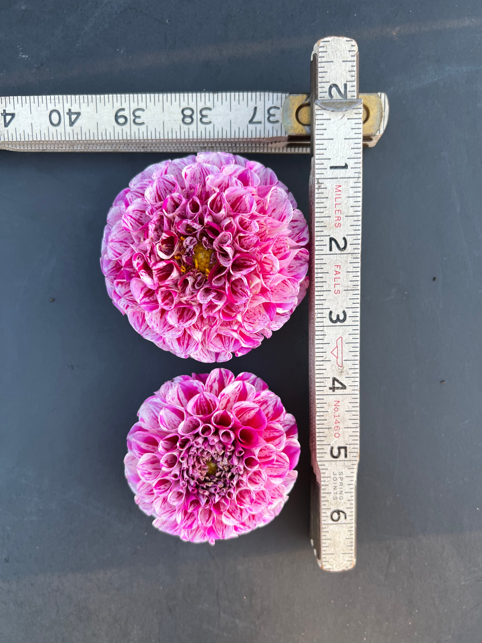 ms zelda dahlia bloom with vibrant pink-purple petals, grown from high-quality tubers for sale