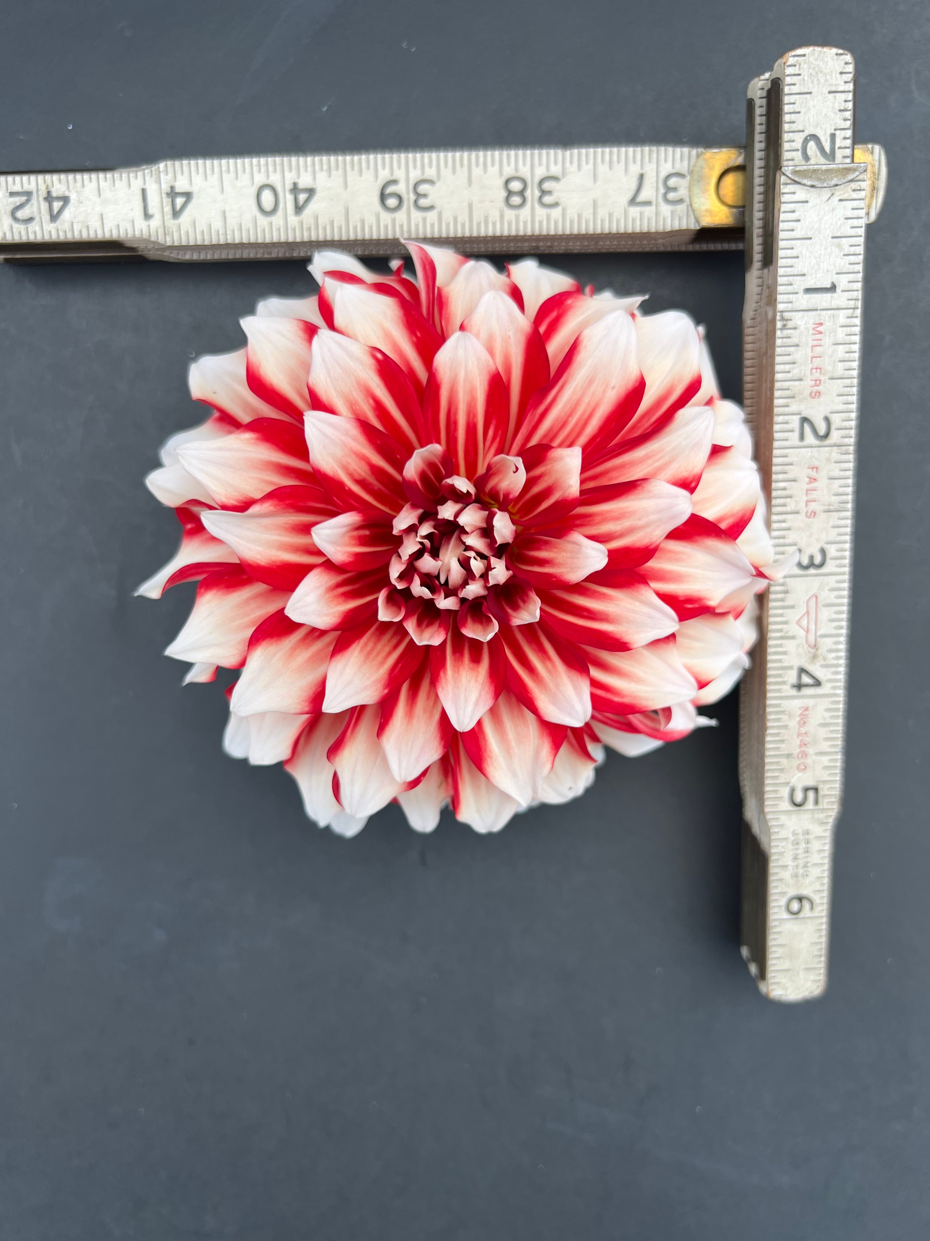 myrtles brandy dahlia bloom with vibrant red-white petals, grown from high-quality tubers for sale